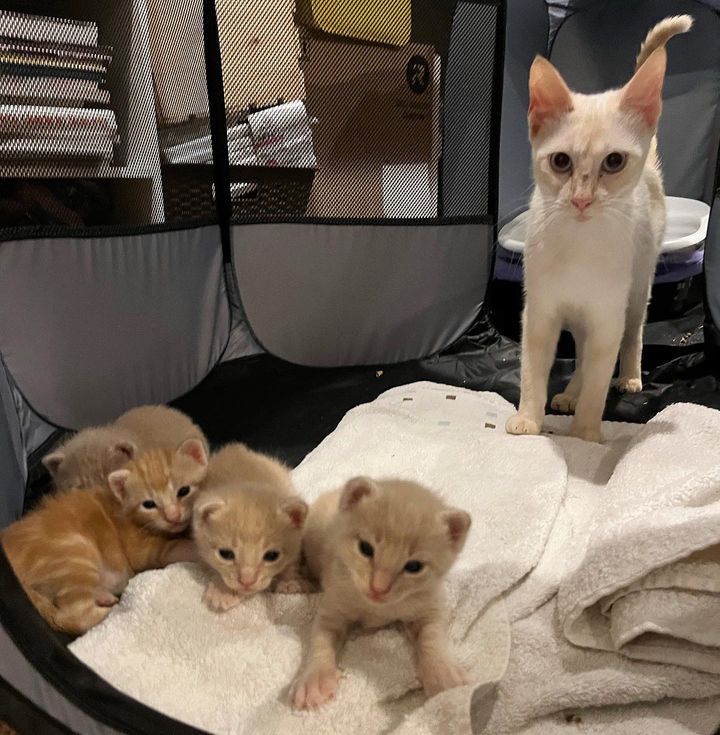 cat mom kittens home